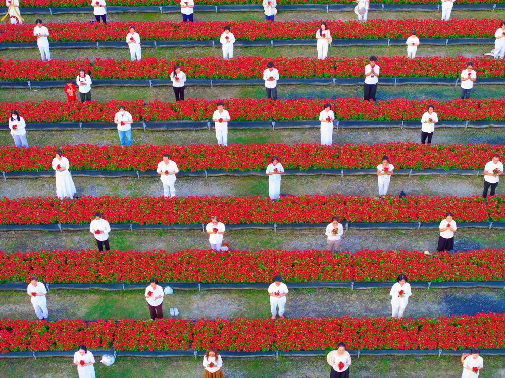 ภาพ No.280945:วันที่ 28 ธันวาคม พ.ศ.2568 กิจกรรมเก็บดอกแพงรวย ณ ทุ่งสวรรค์ตะวันฉาย วัดพระธรรมกาย