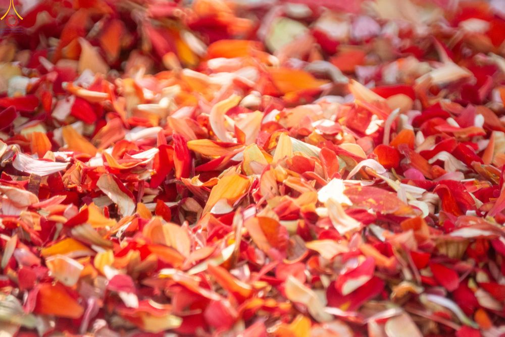 ภาพ No.294994:วันที่ 14 มกราคม พ.ศ. 2569 พิธีต้อนรับพระธรรมยาตรา อนุสรณ์สถานลำดับที่ 4  สถานที่เกิดด้วยกายธรรม ณ วัดโบสถ์บน ต.บางคูเวียง จ.นนทบุรี ในโครงการธรรมยาตรา กตัญญูบูชา มหาปูชนียาจารย์ พระมงคลเทพมุนี(สด จนฺทสโร) พระผู้ปราบมาร อนุสรณ์สถาน 7 แห่ง ปีที่ 14