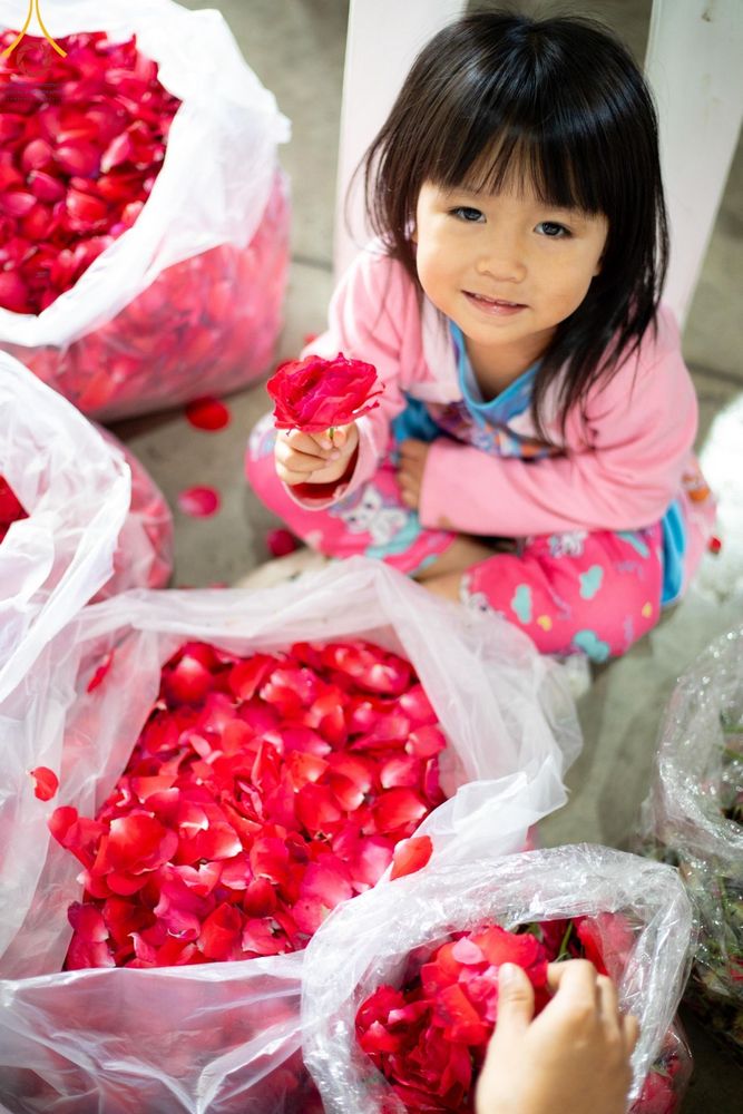 ภาพ No.187250:สาธุชน เจ้าหน้าที่ ร่วมบุญปลิดกลีบดอกไม้ เพื่อโปรยต้อนรับพระธรรมยาตรา ตั้งแต่วันที่ 26 ธันวาคม พ.ศ. 2567 ณ วิหารคด 31 วัดพระธรรมกาย