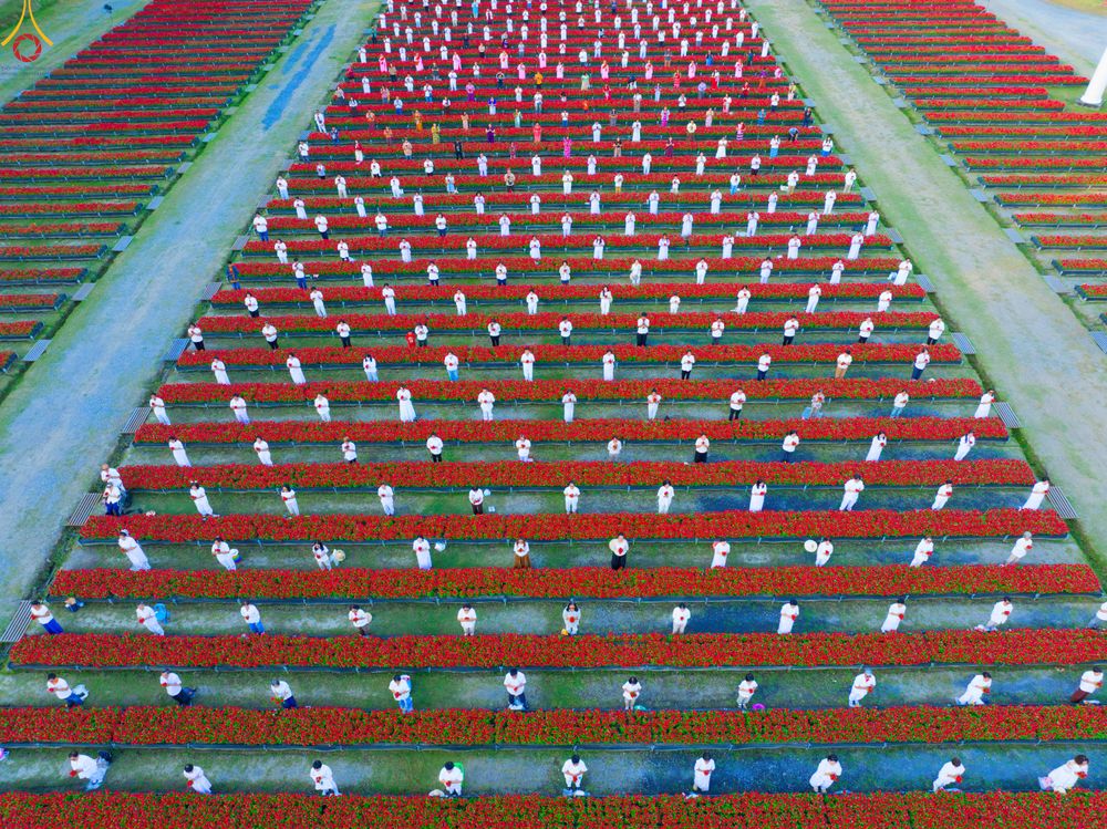 ภาพ No.280941:วันที่ 28 ธันวาคม พ.ศ.2568 กิจกรรมเก็บดอกแพงรวย ณ ทุ่งสวรรค์ตะวันฉาย วัดพระธรรมกาย