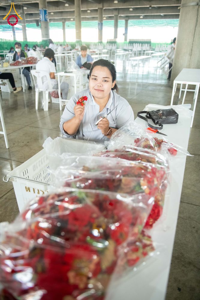 ภาพ No.279446:วันที่ 19-26 ธันวาคม พ.ศ. 2568 และ วันที่ 1 มกราคม พ.ศ.2569 รับบุญปลิดกลีบดอกไม้ เพื่อโปรยต้อนรับพระธรรมยาตรา