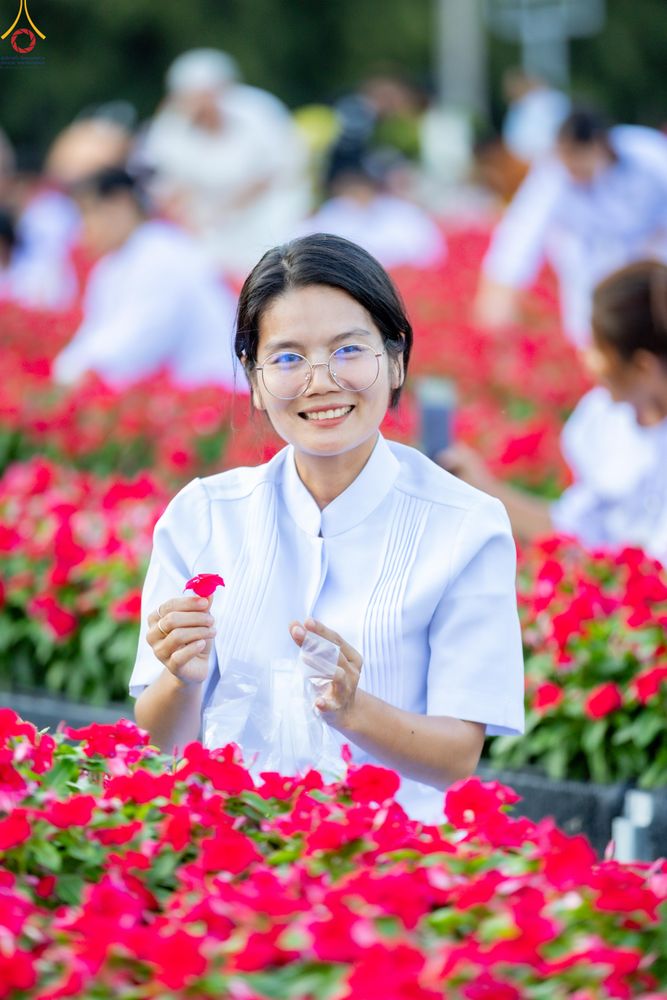 ภาพ No.281024:วันที่ 28 ธันวาคม พ.ศ.2568 กิจกรรมเก็บดอกแพงรวย ณ ทุ่งสวรรค์ตะวันฉาย วัดพระธรรมกาย