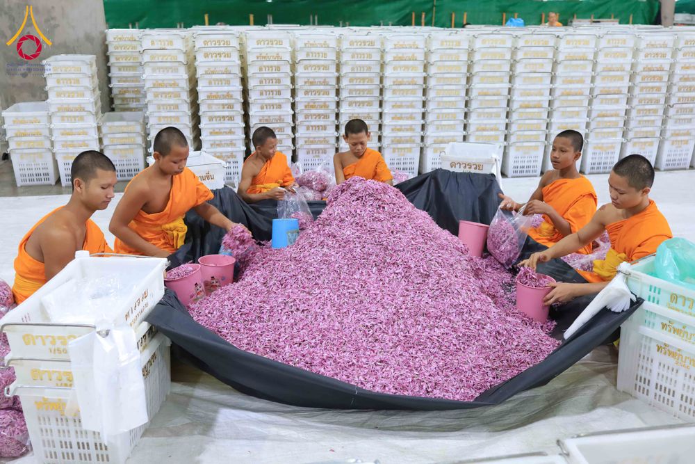 ภาพ No.303244:วันที่ 15-21 มกราคม พ.ศ.2569 ปลิดกลีบดอกเบญจทรัพย์ เพื่อโปรยต้อนรับพระธรรมยาตรา ในโครงการธรรมยาตรา กตัญญูบูชา มหาปูชนียาจารย์ พระมงคลเทพมุนี(สด จนฺทสโร) พระผู้ปราบมาร อนุสรณ์สถาน 7 แห่ง ปีที่ 14 ณ วิหารคด วัดพระธรรมกาย