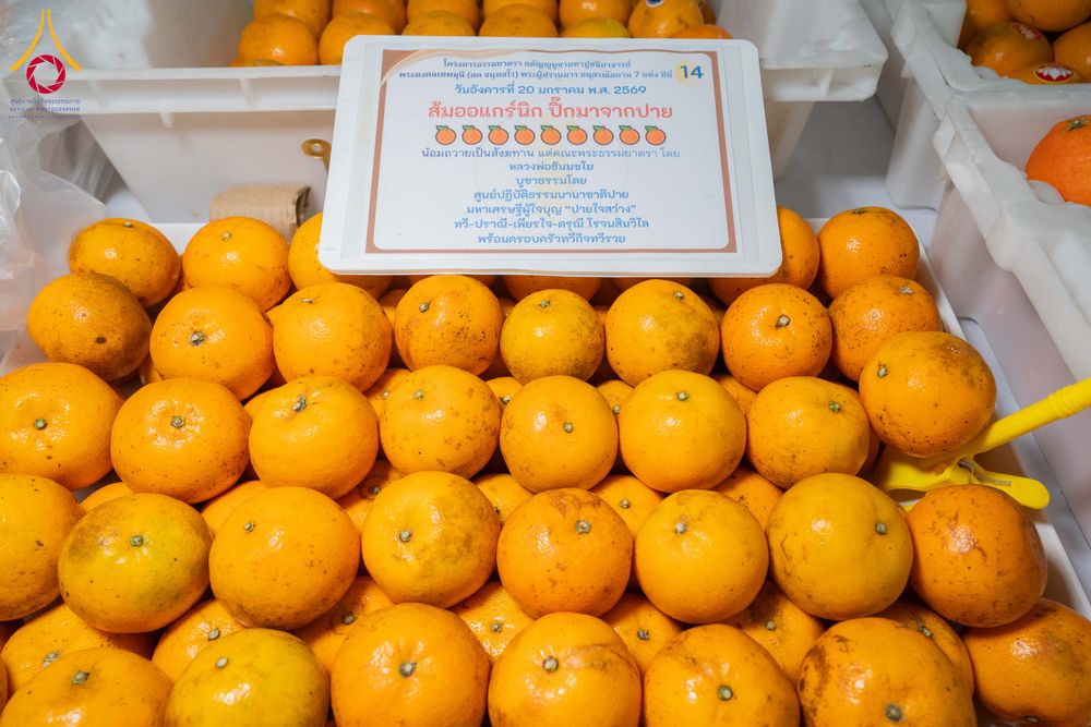 ภาพ No.298572:วันที่ 20 มกราคม พ.ศ. 2569 พิธีถวายภัตตาหารเป็นสังฆทาน แด่พระธรรมยาตรา ณ อนุสรณ์สถานบางปลา วัดบางปลา อำเภอบางเลน จังหวัดนครปฐม ในโครงการธรรมยาตรา กตัญญูบูชา มหาปูชนียาจารย์ พระมงคลเทพมุนี(สด จนฺทสโร) พระผู้ปราบมาร อนุสรณ์สถาน 7 แห่ง ปีที่ 14