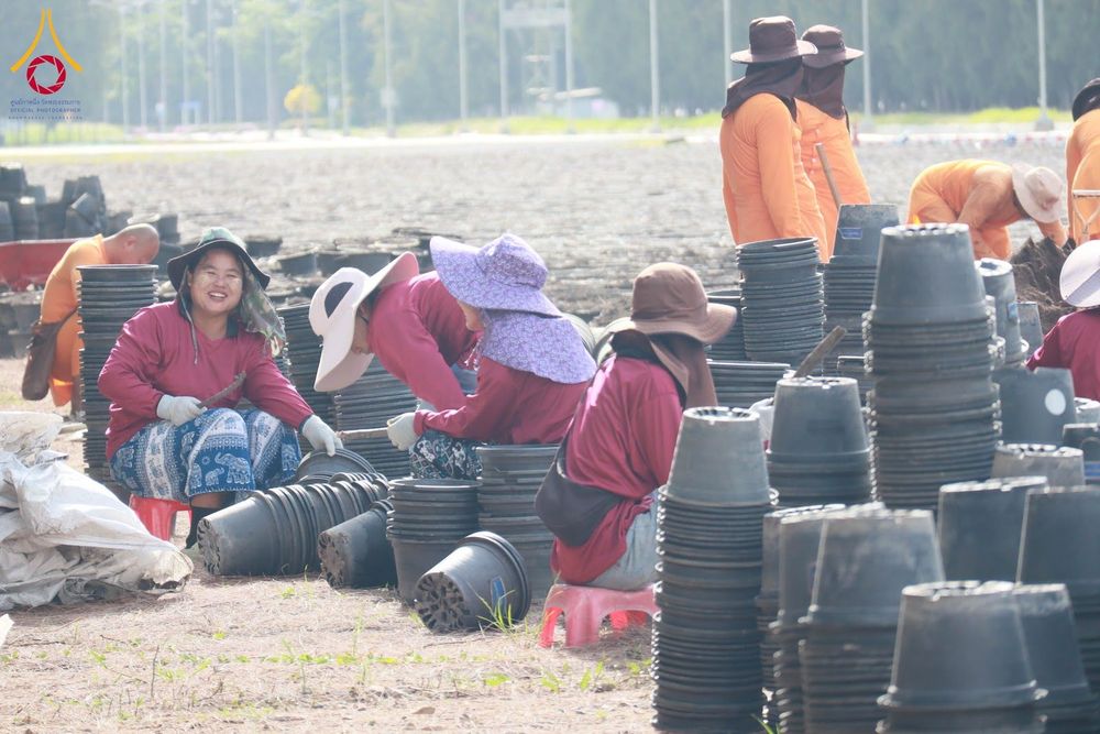 ภาพ No.346853:วันอาทิตย์ที่ 30 สิงหาคม พ.ศ.2569 การปักชำต้นกล้าเบญจทรัพย์ เพื่อเตรียมดอกไม้บูชาธรรม พระเดชพระคุณหลวงปู่ และโปรยต้อนรับพระธรรมยาตรา ปีที่ 15 ณ แปลงปลูก B ปทุมเจดีย์ วัดพระธรรมกาย