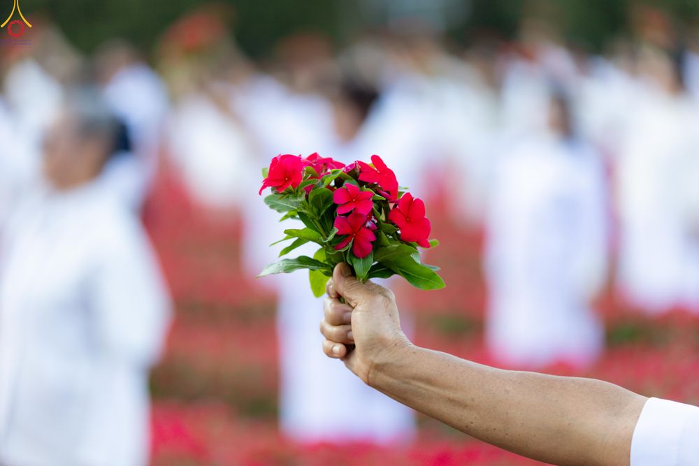 ภาพ No.280965:วันที่ 28 ธันวาคม พ.ศ.2568 กิจกรรมเก็บดอกแพงรวย ณ ทุ่งสวรรค์ตะวันฉาย วัดพระธรรมกาย