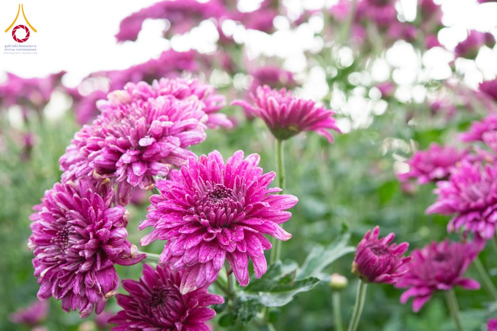 ภาพ No.279406:วันที่ 19-26 ธันวาคม พ.ศ. 2568 และ วันที่ 1 มกราคม พ.ศ.2569 รับบุญปลิดกลีบดอกไม้ เพื่อโปรยต้อนรับพระธรรมยาตรา