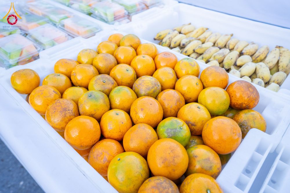 ภาพ No.288341:วันที่ 5 มกราคม พ.ศ. 2569 พิธีถวายภัตตาหารเป็นสังฆทาน แด่พระธรรมยาตรา ในโครงการธรรมยาตรา กตัญญูบูชา มหาปูชนียาจารย์ พระมงคลเทพมุนี(สด จนฺทสโร) พระผู้ปราบมาร อนุสรณ์สถาน 7 แห่ง ปีที่ 14 ณ อนุสรณ์สถานมหาวิหารพระมงคลเทพมุนี (โลตัสแลนด์) อ.สองพี่น้อง จ.สุพรร