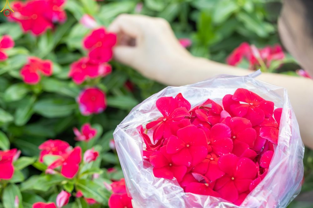 ภาพ No.281008:วันที่ 28 ธันวาคม พ.ศ.2568 กิจกรรมเก็บดอกแพงรวย ณ ทุ่งสวรรค์ตะวันฉาย วัดพระธรรมกาย