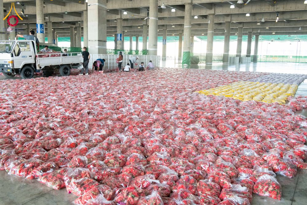 ภาพ No.279482:วันที่ 19-26 ธันวาคม พ.ศ. 2568 และ วันที่ 1 มกราคม พ.ศ.2569 รับบุญปลิดกลีบดอกไม้ เพื่อโปรยต้อนรับพระธรรมยาตรา