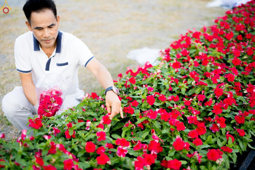 ภาพ No.280985:วันที่ 28 ธันวาคม พ.ศ.2568 กิจกรรมเก็บดอกแพงรวย ณ ทุ่งสวรรค์ตะวันฉาย วัดพระธรรมกาย