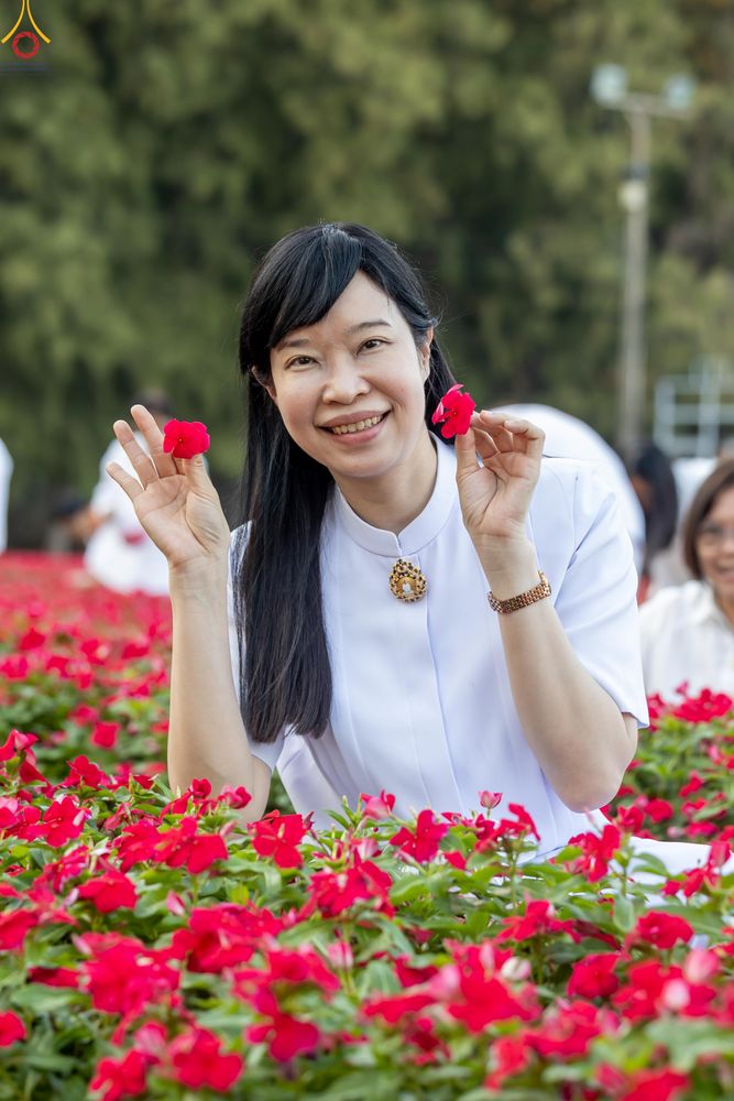 ภาพ No.281019:วันที่ 28 ธันวาคม พ.ศ.2568 กิจกรรมเก็บดอกแพงรวย ณ ทุ่งสวรรค์ตะวันฉาย วัดพระธรรมกาย