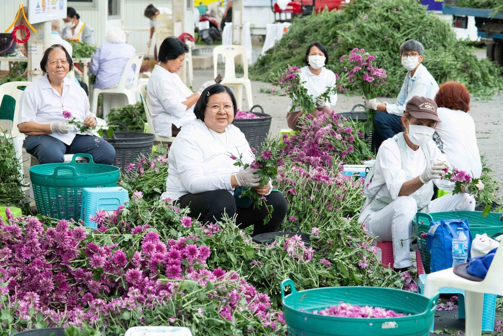 ภาพ No.279414:วันที่ 19-26 ธันวาคม พ.ศ. 2568 และ วันที่ 1 มกราคม พ.ศ.2569 รับบุญปลิดกลีบดอกไม้ เพื่อโปรยต้อนรับพระธรรมยาตรา