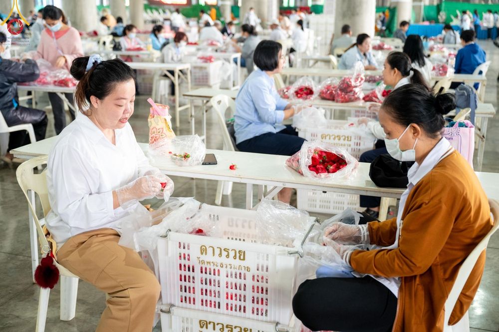 ภาพ No.187269:สาธุชน เจ้าหน้าที่ ร่วมบุญปลิดกลีบดอกไม้ เพื่อโปรยต้อนรับพระธรรมยาตรา ตั้งแต่วันที่ 26 ธันวาคม พ.ศ. 2567 ณ วิหารคด 31 วัดพระธรรมกาย