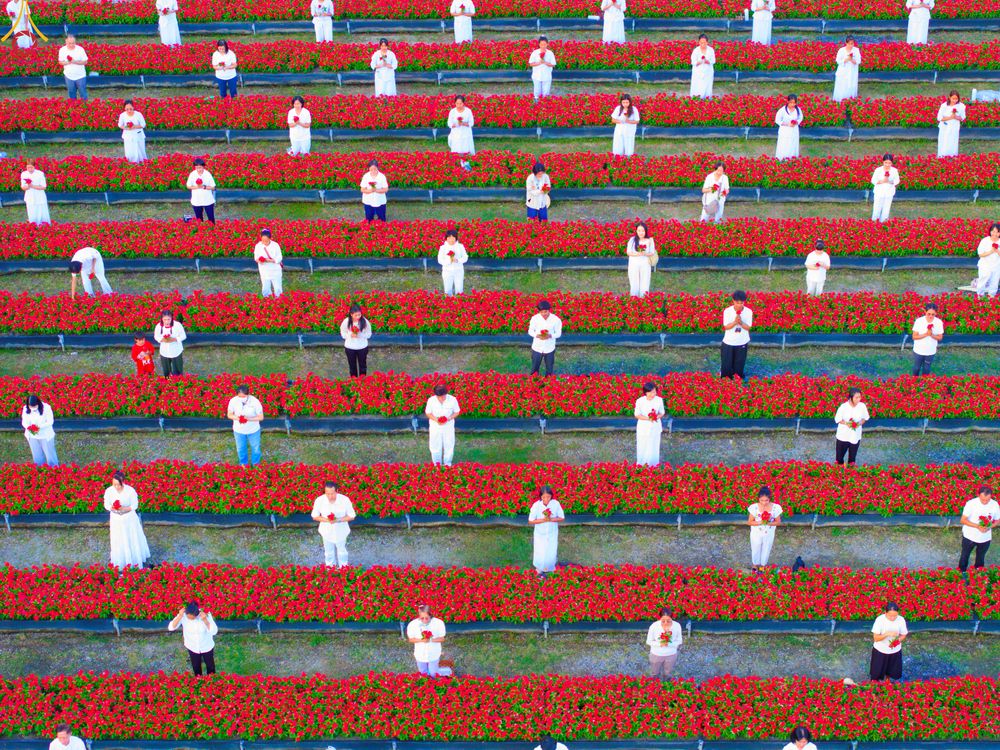 ภาพ No.280944:วันที่ 28 ธันวาคม พ.ศ.2568 กิจกรรมเก็บดอกแพงรวย ณ ทุ่งสวรรค์ตะวันฉาย วัดพระธรรมกาย