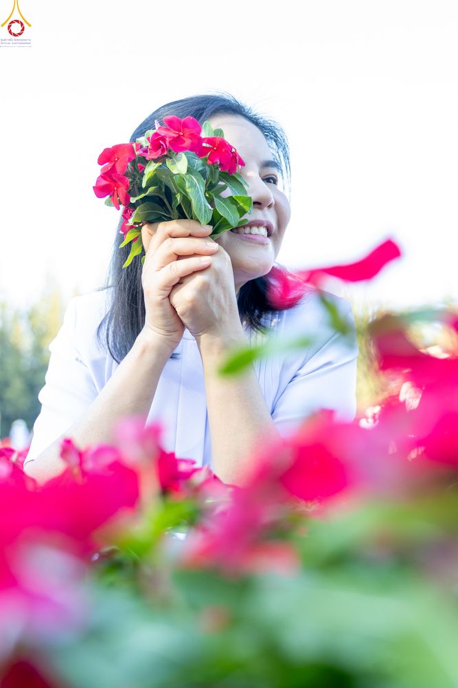 ภาพ No.280977:วันที่ 28 ธันวาคม พ.ศ.2568 กิจกรรมเก็บดอกแพงรวย ณ ทุ่งสวรรค์ตะวันฉาย วัดพระธรรมกาย