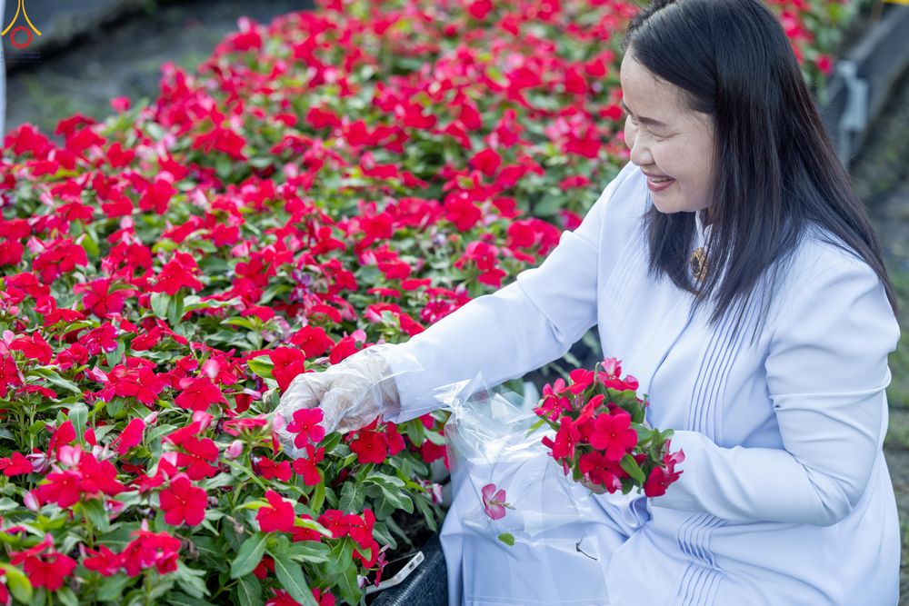 ภาพ No.280988:วันที่ 28 ธันวาคม พ.ศ.2568 กิจกรรมเก็บดอกแพงรวย ณ ทุ่งสวรรค์ตะวันฉาย วัดพระธรรมกาย