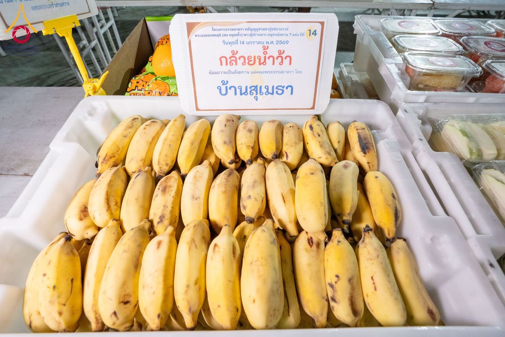 ภาพ No.293779:วันที่ 14 มกราคม พ.ศ. 2569  พิธีถวายภัตตาหารเป็นสังฆทาน แด่พระธรรมยาตรา  ณ วัดสองพี่น้อง ต.ต้นตาล อ.สองพี่น้อง จ.สุพรรณบุรี  ในโครงการธรรมยาตรา กตัญญูบูชา มหาปูชนียาจารย์  พระมงคลเทพมุนี(สด จนฺทสโร) พระผู้ปราบมาร  อนุสรณ์สถาน 7 แห่ง ปีที่ 14