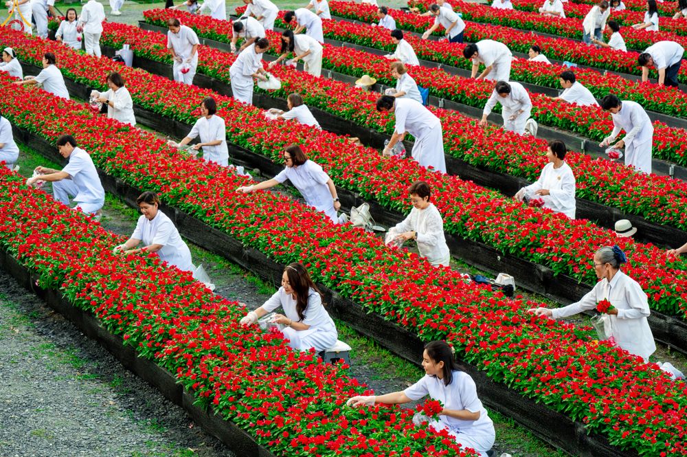 ภาพ No.280986:วันที่ 28 ธันวาคม พ.ศ.2568 กิจกรรมเก็บดอกแพงรวย ณ ทุ่งสวรรค์ตะวันฉาย วัดพระธรรมกาย