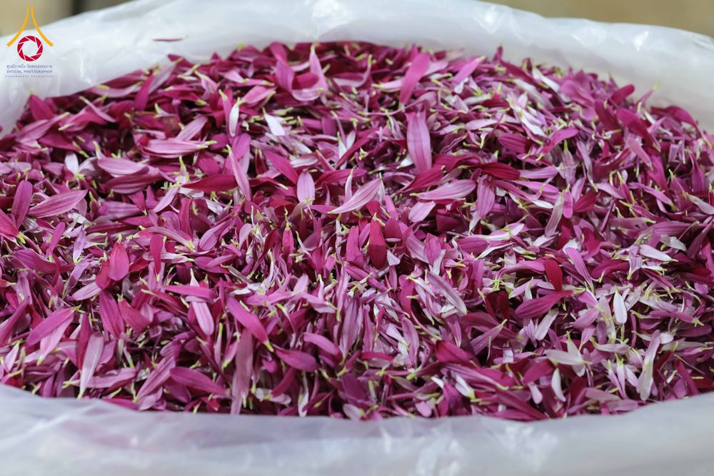 ภาพ No.303293:วันที่ 15-21 มกราคม พ.ศ.2569 ปลิดกลีบดอกเบญจทรัพย์ เพื่อโปรยต้อนรับพระธรรมยาตรา ในโครงการธรรมยาตรา กตัญญูบูชา มหาปูชนียาจารย์ พระมงคลเทพมุนี(สด จนฺทสโร) พระผู้ปราบมาร อนุสรณ์สถาน 7 แห่ง ปีที่ 14 ณ วิหารคด วัดพระธรรมกาย