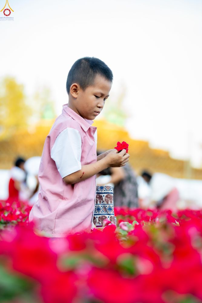 ภาพ No.281021:วันที่ 28 ธันวาคม พ.ศ.2568 กิจกรรมเก็บดอกแพงรวย ณ ทุ่งสวรรค์ตะวันฉาย วัดพระธรรมกาย