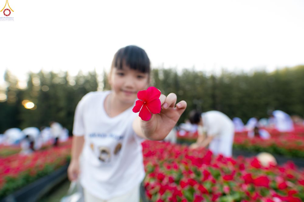 ภาพ No.281001:วันที่ 28 ธันวาคม พ.ศ.2568 กิจกรรมเก็บดอกแพงรวย ณ ทุ่งสวรรค์ตะวันฉาย วัดพระธรรมกาย