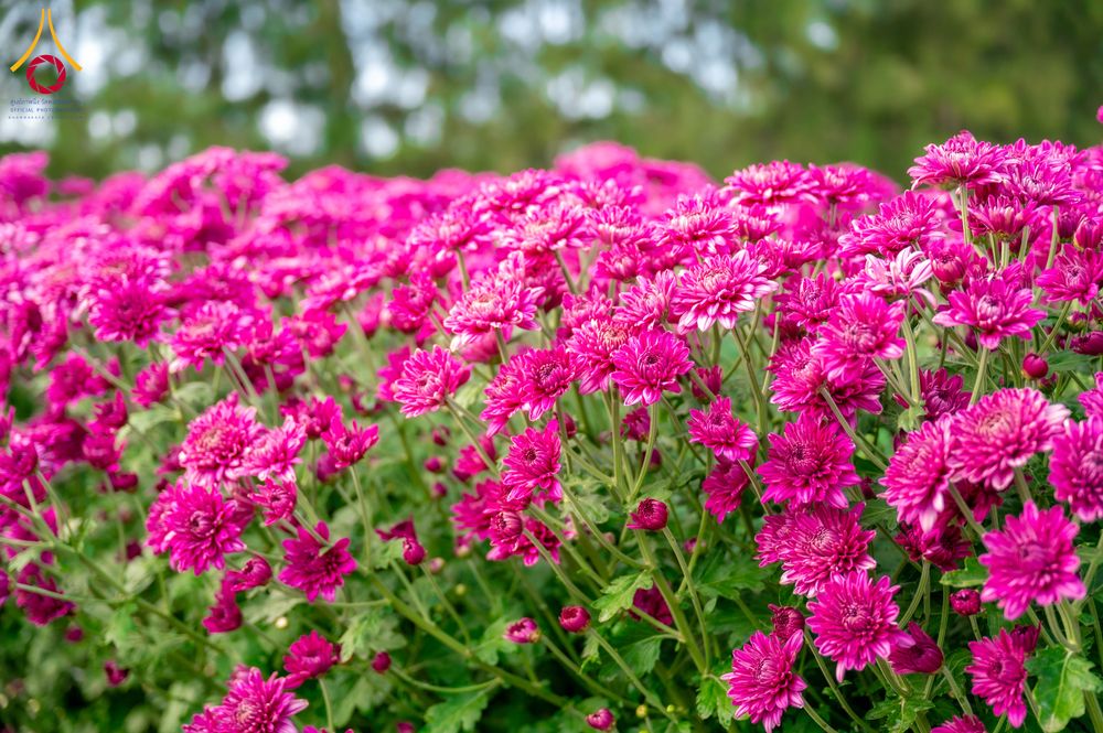 ภาพ No.285344:วันพุธที่ 10 ธันวาคม พ.ศ.2568  การเตรียมความพร้อมในโครงการธรรมยาตรา กตัญญูบูชา มหาปูชนียาจารย์ พระมงคลเทพมุนี(สด จนฺทสโร) พระผู้ปราบมาร อนุสรณ์สถาน 7 แห่ง ปีที่ 14 เก็บดอกเบญจทรัพย์ ณ วัดพระธรรมกาย