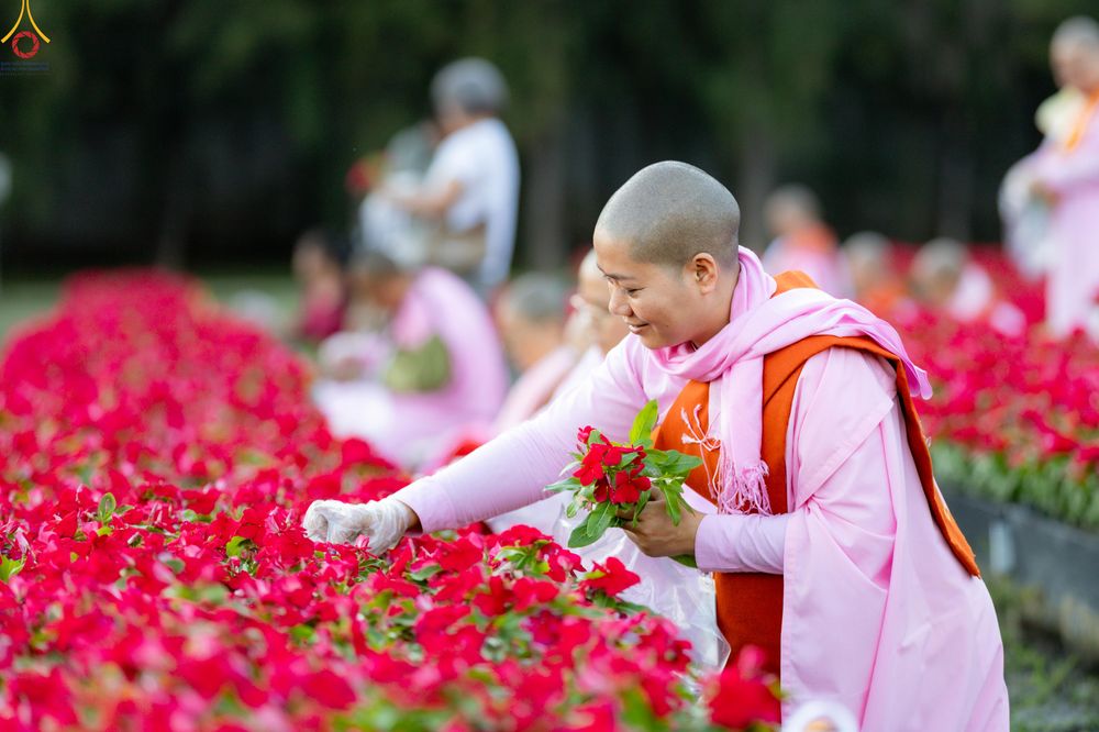 ภาพ No.280987:วันที่ 28 ธันวาคม พ.ศ.2568 กิจกรรมเก็บดอกแพงรวย ณ ทุ่งสวรรค์ตะวันฉาย วัดพระธรรมกาย