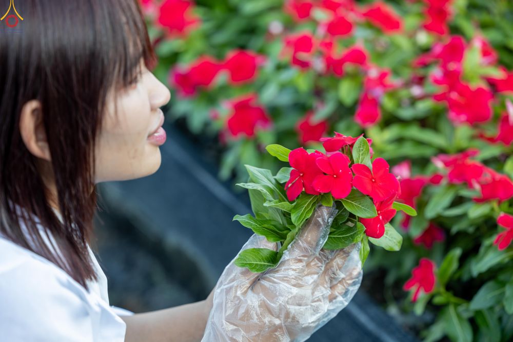 ภาพ No.280980:วันที่ 28 ธันวาคม พ.ศ.2568 กิจกรรมเก็บดอกแพงรวย ณ ทุ่งสวรรค์ตะวันฉาย วัดพระธรรมกาย