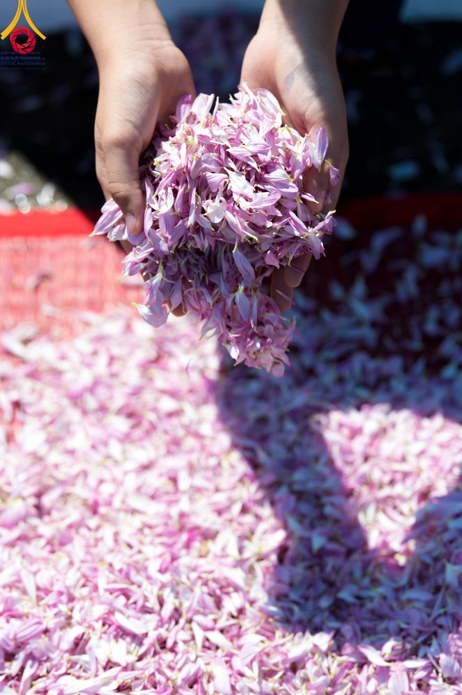 ภาพ No.106114:พิธีต้อนรับพระธรรมยาตรา ชุด 2 ในโครงการธรรมยาตรากตัญญูบูชา มหาปูชนียาจารย์  พระมงคลเทพมุนี(สด จนฺทสโร) พระผู้ปราบมาร  อนุสรณ์สถาน 7 แห่ง ปีที่ 12  วันที่ 3 มกราคม พ.ศ. 2567  ณ อนุสรณ์สถานโลตัสแลนด์ จ.สุพรรณบุรี