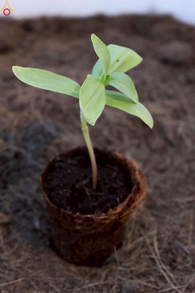 ภาพ No.252965:วันที่ 10 ตุลาคม พ.ศ. 2568 พิธีปลูกต้นทรัพย์บานชื่น ณ ลานธรรม วัดพระธรรมกาย