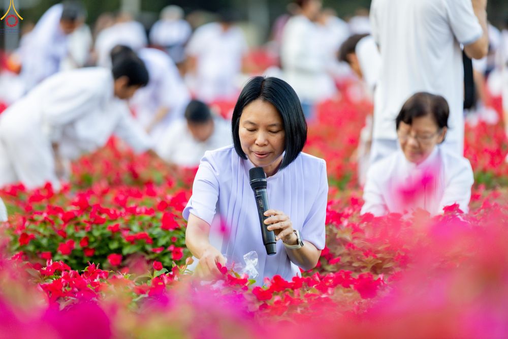 ภาพ No.280994:วันที่ 28 ธันวาคม พ.ศ.2568 กิจกรรมเก็บดอกแพงรวย ณ ทุ่งสวรรค์ตะวันฉาย วัดพระธรรมกาย