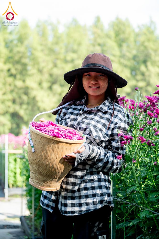 ภาพ No.285327:วันพุธที่ 10 ธันวาคม พ.ศ.2568  การเตรียมความพร้อมในโครงการธรรมยาตรา กตัญญูบูชา มหาปูชนียาจารย์ พระมงคลเทพมุนี(สด จนฺทสโร) พระผู้ปราบมาร อนุสรณ์สถาน 7 แห่ง ปีที่ 14 เก็บดอกเบญจทรัพย์ ณ วัดพระธรรมกาย