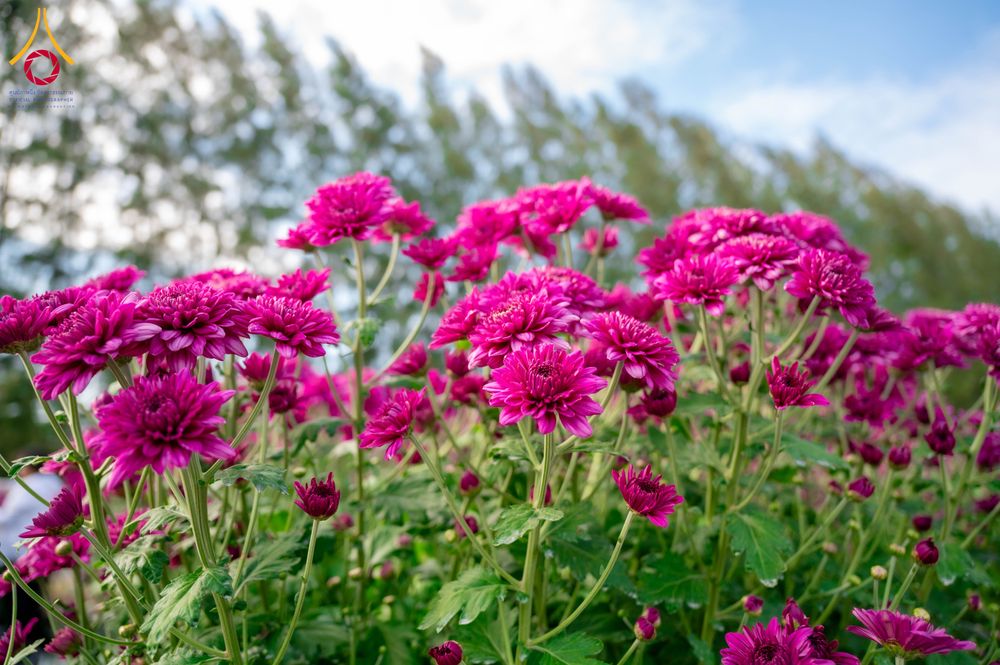 ภาพ No.285343:วันพุธที่ 10 ธันวาคม พ.ศ.2568  การเตรียมความพร้อมในโครงการธรรมยาตรา กตัญญูบูชา มหาปูชนียาจารย์ พระมงคลเทพมุนี(สด จนฺทสโร) พระผู้ปราบมาร อนุสรณ์สถาน 7 แห่ง ปีที่ 14 เก็บดอกเบญจทรัพย์ ณ วัดพระธรรมกาย