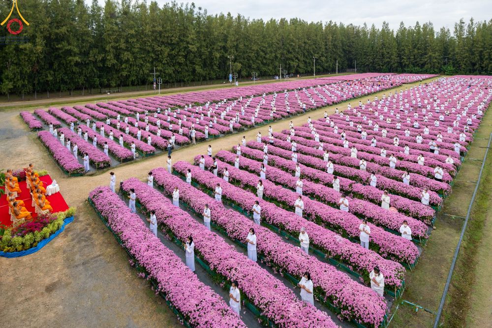 ภาพ No.104006:สาธุชนร่วมรับบุญเก็บดอกเบญจทรัพย์ ในวันอาทิตย์ที่ 24 ธันวาคม พ.ศ. 2566 ณ ทุ่งสวรรค์ตะวันฉาย บริเวณวัดพระธรรมกาย จ.ปทุมธานี