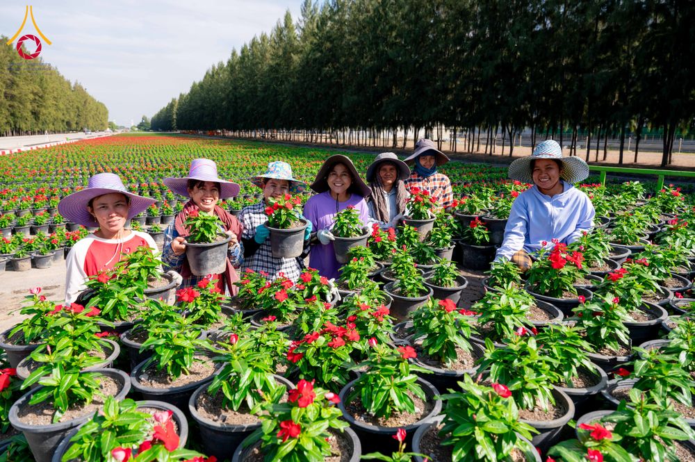 ภาพ No.285320:วันพุธที่ 10 ธันวาคม พ.ศ.2568  การเตรียมความพร้อมในโครงการธรรมยาตรา กตัญญูบูชา มหาปูชนียาจารย์ พระมงคลเทพมุนี(สด จนฺทสโร) พระผู้ปราบมาร อนุสรณ์สถาน 7 แห่ง ปีที่ 14 เก็บดอกเบญจทรัพย์ ณ วัดพระธรรมกาย