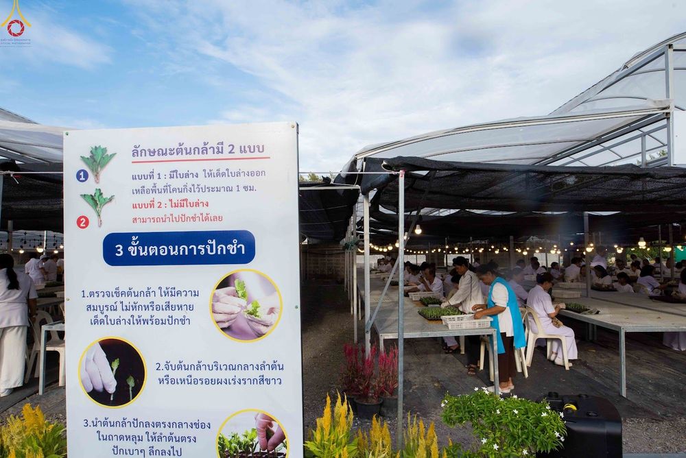 ภาพ No.343881:วันที่ 16 สิงหาคม พ.ศ.2569 การปักชำต้นกล้าเบญจทรัพย์ เพื่อเตรียมดอกไม้บูชาธรรม พระเดชพระคุณหลวงปู่ และโปรยต้อนรับพระธรรมยาตรา ปีที่ 15 ณ โรงเรือนปักชำประตู 8 วัดพระธรรมกาย