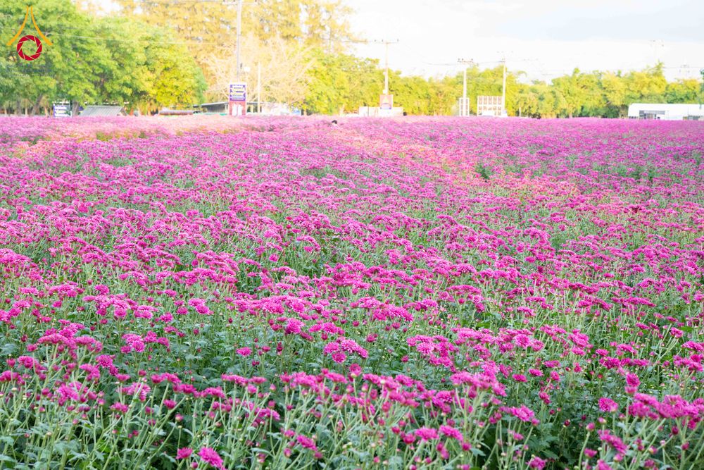 ภาพ No.279407:วันที่ 19-26 ธันวาคม พ.ศ. 2568 และ วันที่ 1 มกราคม พ.ศ.2569 รับบุญปลิดกลีบดอกไม้ เพื่อโปรยต้อนรับพระธรรมยาตรา