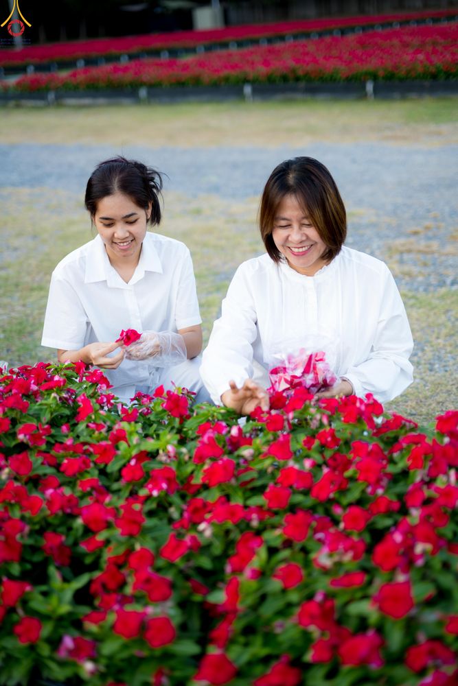 ภาพ No.281036:วันที่ 28 ธันวาคม พ.ศ.2568 กิจกรรมเก็บดอกแพงรวย ณ ทุ่งสวรรค์ตะวันฉาย วัดพระธรรมกาย