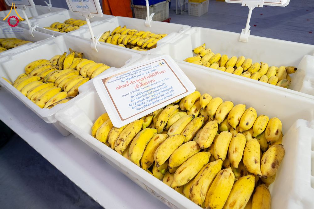 ภาพ No.292285:วันที่ 11 มกราคม พ.ศ. 2569 พิธีถวายภัตตาหารเป็นสังฆทาน แด่พระธรรมยาตรา ในโครงการธรรมยาตรา กตัญญูบูชา มหาปูชนียาจารย์ พระมงคลเทพมุนี(สด จนฺทสโร) พระผู้ปราบมาร อนุสรณ์สถาน 7 แห่ง ปีที่ 14 ณ  อนุสรณ์สถานลำดับที่ 2  สถานที่ตั้งมโนปณิธานบวชตลอดชีวิต อนุสรณ์สถ