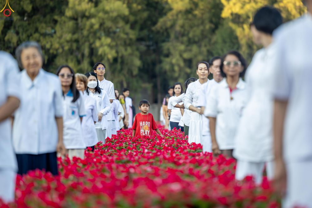 ภาพ No.281054:วันที่ 28 ธันวาคม พ.ศ.2568 กิจกรรมเก็บดอกแพงรวย ณ ทุ่งสวรรค์ตะวันฉาย วัดพระธรรมกาย