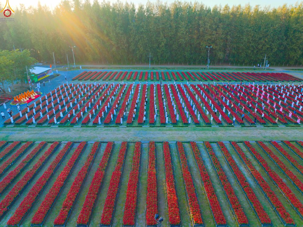 ภาพ No.280949:วันที่ 28 ธันวาคม พ.ศ.2568 กิจกรรมเก็บดอกแพงรวย ณ ทุ่งสวรรค์ตะวันฉาย วัดพระธรรมกาย