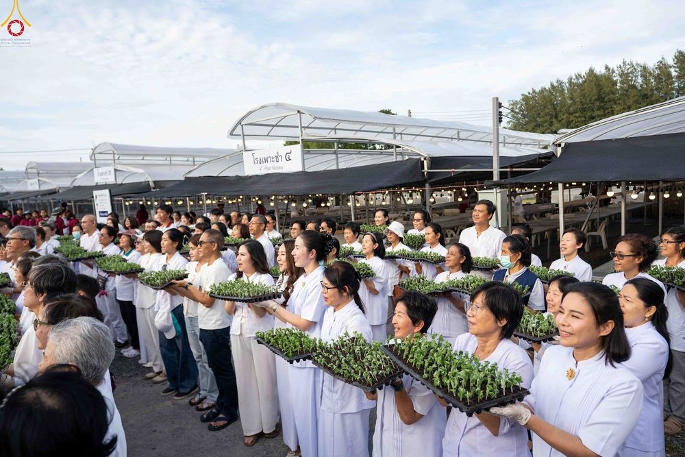 ภาพ No.344055:วันที่ 16 สิงหาคม พ.ศ.2569 การปักชำต้นกล้าเบญจทรัพย์ เพื่อเตรียมดอกไม้บูชาธรรม พระเดชพระคุณหลวงปู่ และโปรยต้อนรับพระธรรมยาตรา ปีที่ 15 ณ โรงเรือนปักชำประตู 8 วัดพระธรรมกาย