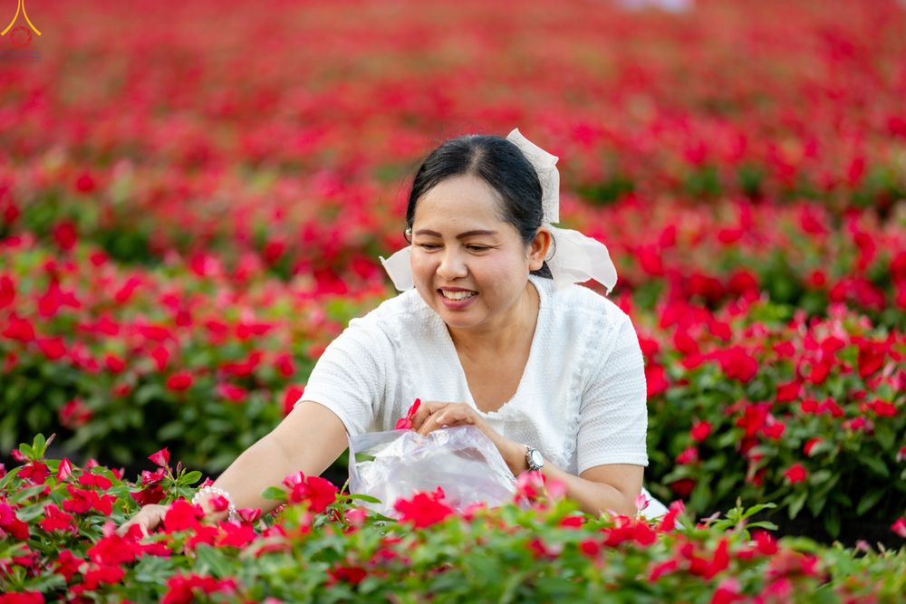 ภาพ No.280997:วันที่ 28 ธันวาคม พ.ศ.2568 กิจกรรมเก็บดอกแพงรวย ณ ทุ่งสวรรค์ตะวันฉาย วัดพระธรรมกาย