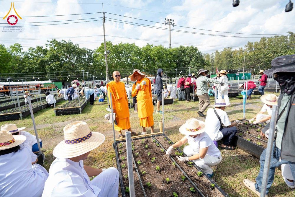 ภาพ No.346815:วันอาทิตย์ที่ 30 สิงหาคม พ.ศ.2569 การปักชำต้นกล้าเบญจทรัพย์ เพื่อเตรียมดอกไม้บูชาธรรม พระเดชพระคุณหลวงปู่ และโปรยต้อนรับพระธรรมยาตรา ปีที่ 15 ณ แปลงปลูก B ปทุมเจดีย์ วัดพระธรรมกาย