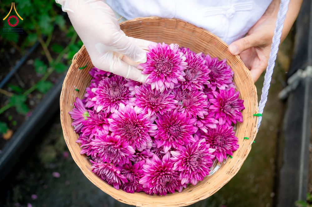 ภาพ No.285335:วันพุธที่ 10 ธันวาคม พ.ศ.2568  การเตรียมความพร้อมในโครงการธรรมยาตรา กตัญญูบูชา มหาปูชนียาจารย์ พระมงคลเทพมุนี(สด จนฺทสโร) พระผู้ปราบมาร อนุสรณ์สถาน 7 แห่ง ปีที่ 14 เก็บดอกเบญจทรัพย์ ณ วัดพระธรรมกาย