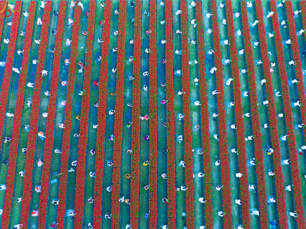 ภาพ No.280978:วันที่ 28 ธันวาคม พ.ศ.2568 กิจกรรมเก็บดอกแพงรวย ณ ทุ่งสวรรค์ตะวันฉาย วัดพระธรรมกาย