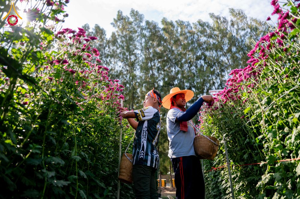 ภาพ No.285331:วันพุธที่ 10 ธันวาคม พ.ศ.2568  การเตรียมความพร้อมในโครงการธรรมยาตรา กตัญญูบูชา มหาปูชนียาจารย์ พระมงคลเทพมุนี(สด จนฺทสโร) พระผู้ปราบมาร อนุสรณ์สถาน 7 แห่ง ปีที่ 14 เก็บดอกเบญจทรัพย์ ณ วัดพระธรรมกาย