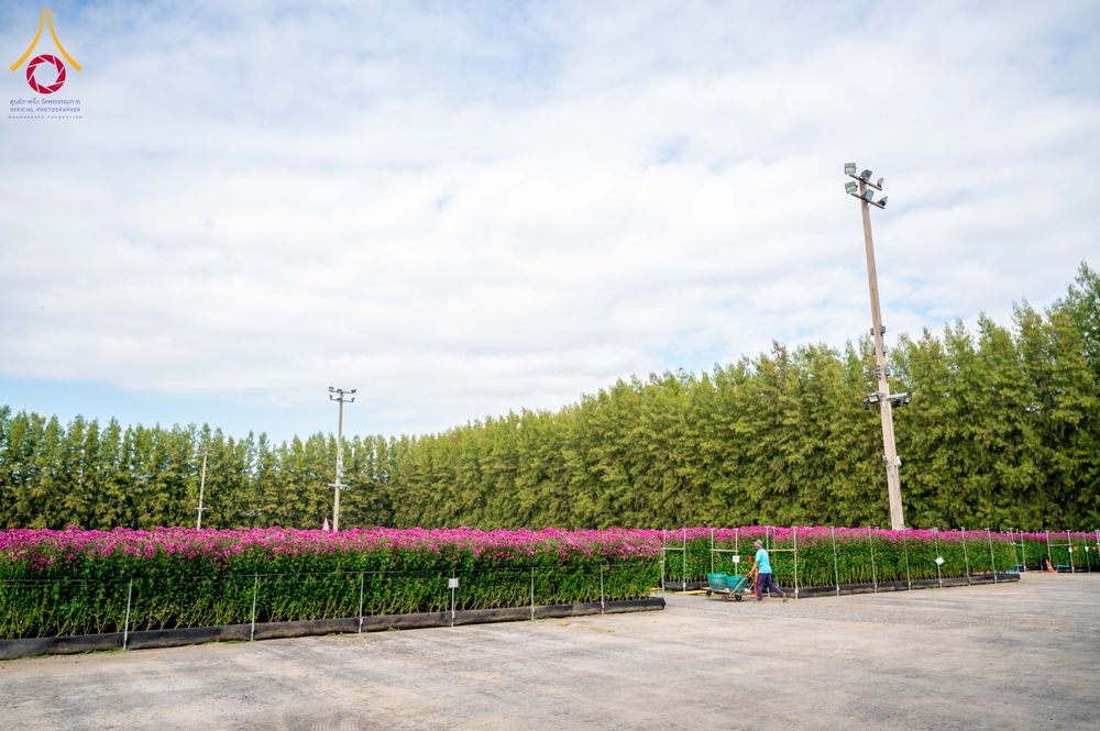 ภาพ No.285352:วันพุธที่ 10 ธันวาคม พ.ศ.2568  การเตรียมความพร้อมในโครงการธรรมยาตรา กตัญญูบูชา มหาปูชนียาจารย์ พระมงคลเทพมุนี(สด จนฺทสโร) พระผู้ปราบมาร อนุสรณ์สถาน 7 แห่ง ปีที่ 14 เก็บดอกเบญจทรัพย์ ณ วัดพระธรรมกาย