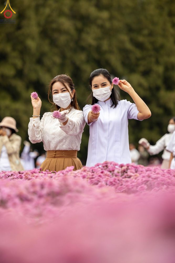 ภาพ No.104027:สาธุชนร่วมรับบุญเก็บดอกเบญจทรัพย์ ในวันอาทิตย์ที่ 24 ธันวาคม พ.ศ. 2566 ณ ทุ่งสวรรค์ตะวันฉาย บริเวณวัดพระธรรมกาย จ.ปทุมธานี